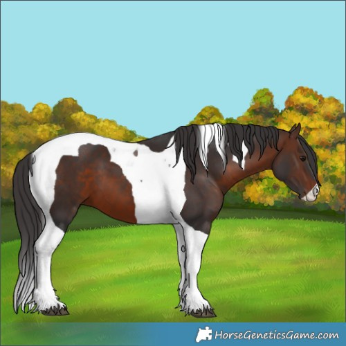 Horse Color:Brown Tobiano