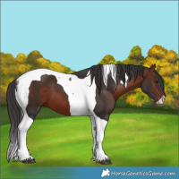 Horse Color:Brown Tobiano 