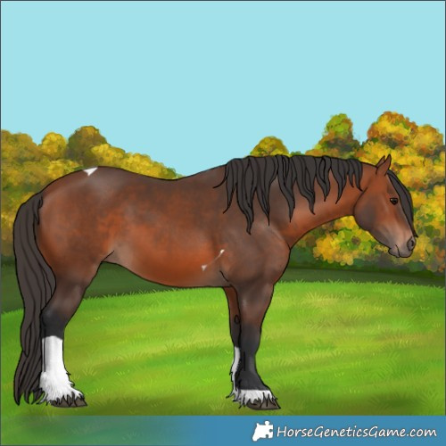 Horse Color:Bay Tobiano