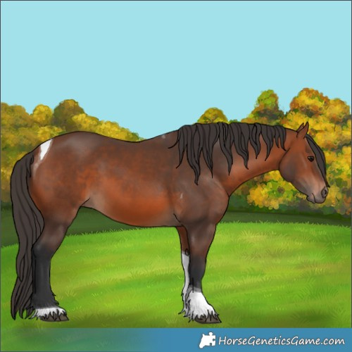 Horse Color:Bay Tobiano