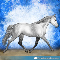 Horse Color:Gray White Spotted Brown