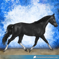 Horse Color:Gray White Spotted Brown 