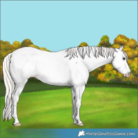 Horse Color:Silver Bay Appaloosa 