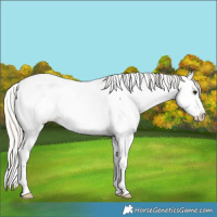 Horse Color:Silver Bay Fewspot 
