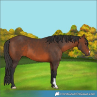 Horse Color:Brown 