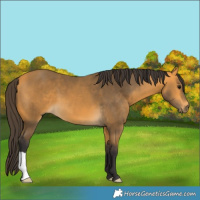 Horse Color:Buckskin 