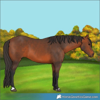 Horse Color:Bay 
