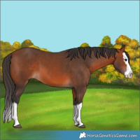 Horse Color:Bay Splash 