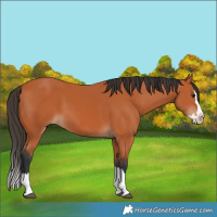 Horse Color:Bay Splash 