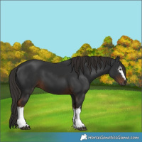Horse Color:Gray White Spotted Liver Chestnut 
