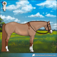Horse Color:Red Dun Rabicano 