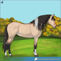 Horse Color:Bay Dun Tobiano 