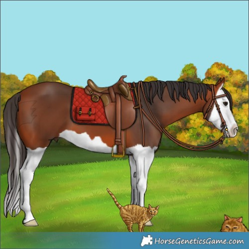 Horse Color:Bay Splash