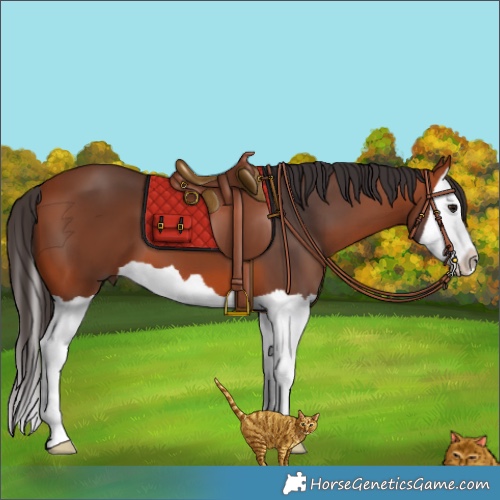 Horse Color:Bay Splash 