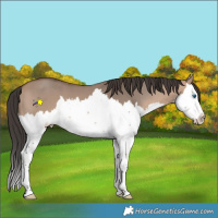 Horse Color:Bay Dun Mushroom Splash 