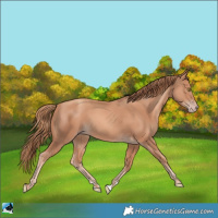 Horse Color:Gold Champagne 
