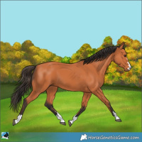 Horse Color:Bay 