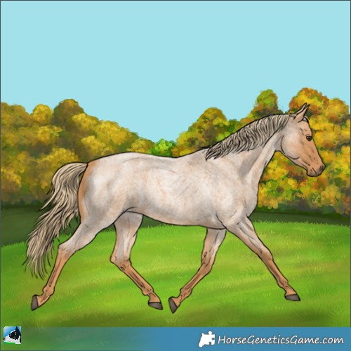 Horse Color:Red Roan 