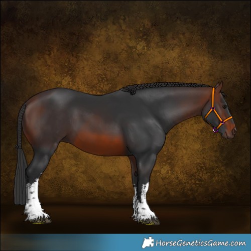 Horse Color:White Spotted Brown 