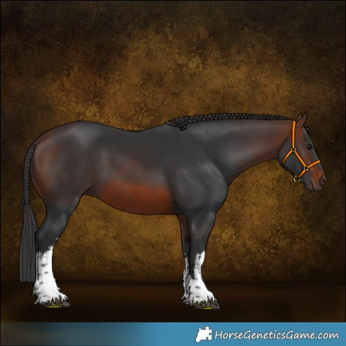 Horse Color:White Spotted Brown 