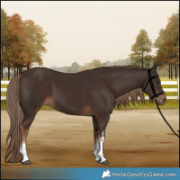 Horse Color:White Spotted Liver Chestnut 