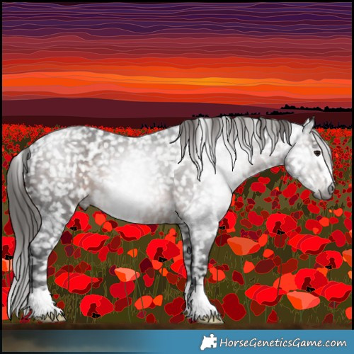 Horse Color:Gray Brown Appaloosa 