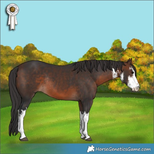 Horse Color:White Spotted Brown Rabicano 