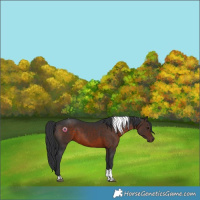Horse Color:Brown Tobiano Rabicano 