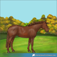 Horse Color:Chestnut 