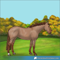 Horse Color:Red Dun 