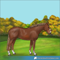 Horse Color:Chestnut 