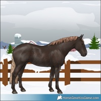 Horse Color:Liver Chestnut Rabicano