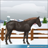 Horse Color:Liver Chestnut Rabicano