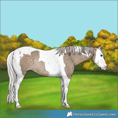 Horse Color:Silver Brown Dun Splash Tobiano Appaloosa Rabicano 