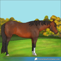 Horse Color:Bay 