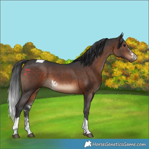 Horse Color:Brown Sabino Tobiano 