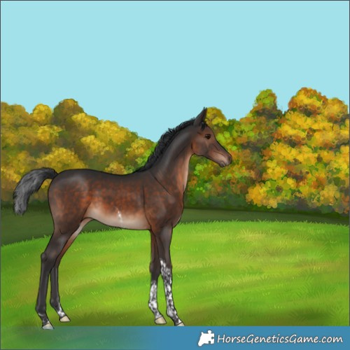 Horse Color:Brown Tobiano 