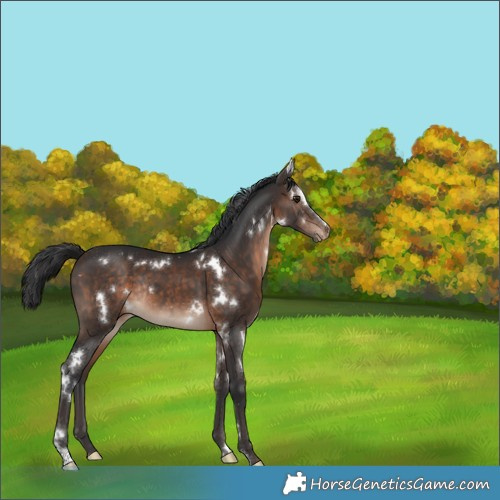 Horse Color:White Spotted Bay Sabino Appaloosa Rabicano 