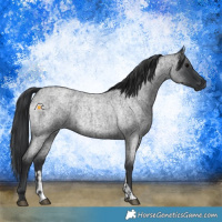 Horse Color:Blue Roan  and Blue Roan 