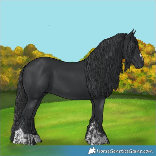Horse Color:Black and Black