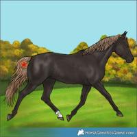 Horse Color:Liver Chestnut Rabicano 