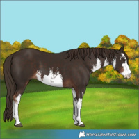 Horse Color:White Spotted Liver Chestnut 