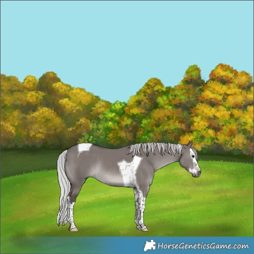 Horse Color:Gray Platinum Silver Grullo Splash Tobiano Rabicano 