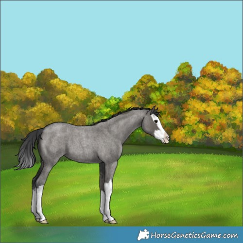 Horse Color:Grullo Roan Splash 