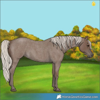 Horse Color:Silver Blue Roan Sabino