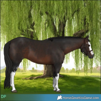 Horse Color:Gray White Spotted Bay 