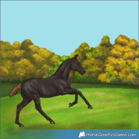 Horse Color:Liver Chestnut Rabicano 