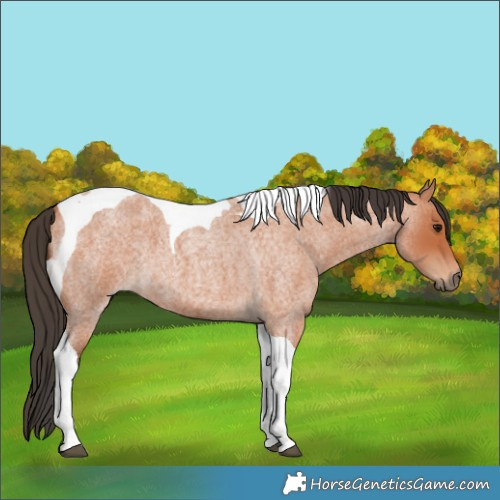 Horse Color:Unknown 