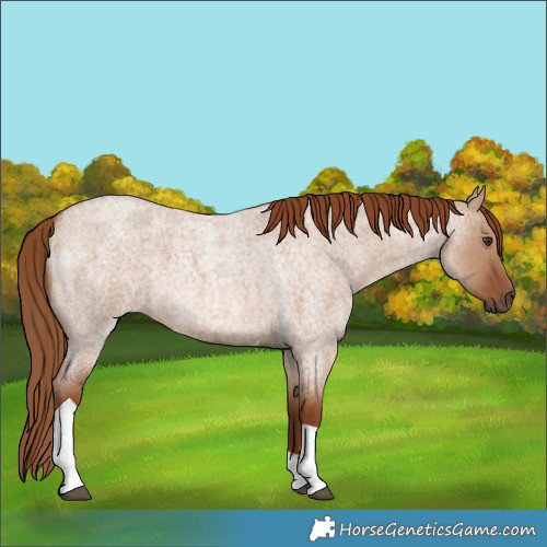 Horse Color:Unknown 