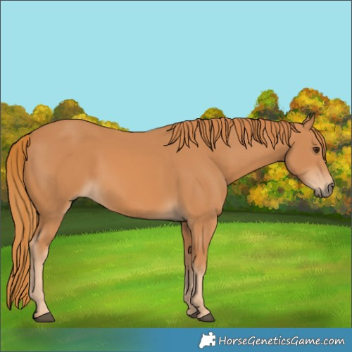 Horse Color:Unknown 